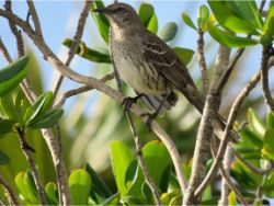 Bahama Mockingbird